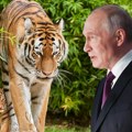 Putin naleteo na tigra usred šume! Ruski predsednik otkrio detalje susreta, novinari u neverici! "Nije hteo da se skloni pred…