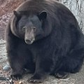 Životinje: Medvedica „Henk tenk“ uhvaćena u Kaliforniji posle više od 20 provala u kuće ljudi