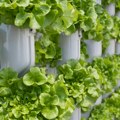 Vertikalne farme: Odgovor na izazove budućnosti uzgoja povrća u blizini urbanih sredina