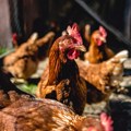 Virus H5N1 registrovan među živinom na istoku Rumunije