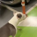 Vlasnica staforda u Srbiji razbesnela sve! Snimila kako ga pušta u tržni centar bez povoca, mnogi se odsekli