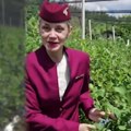 Stjuardesa letenje zamenila top biznisom i uložila svu ušteđevinu! Ivana ima plantažu u selu kod Batočine, zasadila unosnu…
