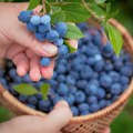 Borovnica vrhunskog kvaliteta iz Pavlovca: Porodična priča o uspehu i predanosti voćarstvu