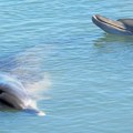 Delfin ubica snimljen kamerom: Usmrtio ajkulu i mladunče, stručnjaci ostali zapanjeni