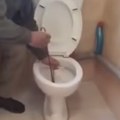 Ukućani primetili da se nešto pomera u WC šolji, a onda ugledali jeziv prizor - sledeće dve nedelje nisu smeli da uđu u…