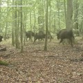 Neverovatan snimak iz evropske prašume: Krdo bizona spasava mladunče od čopora vukova