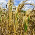 Аларм на српским њивама: Најважније културе "горе" пред очима ратара, прете огромни губици