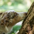 "Flašica uz kesicu": Nova kampanja traži od vlasnika pasa da nose vodu sa sobom i ispiraju mokraću ljubimaca