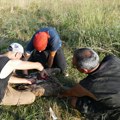Ornitolozi prstenovali beloglave supove u Bugarskoj, cilj je da se vrate na Staru planinu