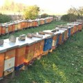 Novi konkurs za pčelare u Vojvodini