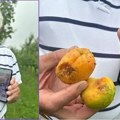 Samo sedam dana pred berbu grad oštetio voćnjake: Najviše je pretrpela kajsija