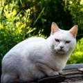 (Video) Bizarna krađa u Pančevu: Iz dvorišta porodične kuće ukrao mačku: Evo šta je lopov rekao kada su ga pronašli i…