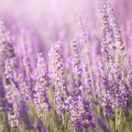 Kako se pravilno zaliva lavanda: Izbegnite ovu tipičnu grešku
