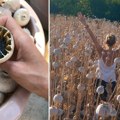 Nova zvezda u bašti tatjane Mandić iz Banatskog Dvora Mak je pun pogodak
