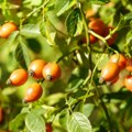 Црвено злато природе лечи, јача имунитет и доноси озбиљну зараду