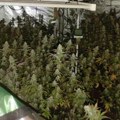 Ogromna zaplena droge kod Loznice: Policija otkrila veliku plantažu marihuane, oduzeto više od 600 kilograma narkotika