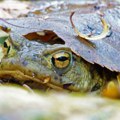Otkrivena nova vrsta žaba, ima grubu kožu: Dobila ime po čuvenoj borilačkoj veštini!