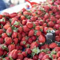 Nisu sve jagode slatke, a uz par trikova ćete izabrati najslađe na pijaci: Na ove stvari obratite pažnju
