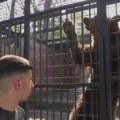Toplotni talas ne pošteđuje ni životinje! Medved Miša se rashlađuje lubenicom i zaleđenom ribom: Evo kako stanovnici u…