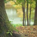 Šume u Crnoj Gori zahvaćene bubom štetočinom