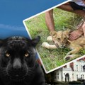 Crno tržište divljih zveri u Srbiji: Krijumčare se lavovi, aligatori, majmuni, zmije otrovnice i svi se pitaju: Kojim tajnim…