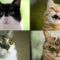 Životinje: Mačke imaju skoro 300 izraza lica, pokazuje američka studija