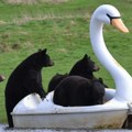 Životinje i zabava: Medvedi se vozili na pedalini u obliku labuda