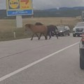 Konji zaustavili saobraćaj na ulasku u centar Zlatibora