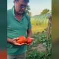 Jovan Memedović u bašti bere domaći paradajz: Voditelj na selu u radnim pantalonama, iza njega plastenik sa povrćem: "Bravo…