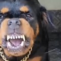 (Video) "pronašla sam svoju bebu mrtvu, unakaženu": Rotvajleri rastrgli dečaka (2) u dvorištu vrtića: Dadilja spavala, majka…