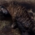 Najpotresniji snimak izmučenog tigra u Zoo vrtu na Paliću: Krivična prijava zbog zanemarivanja životinja VIDEO
