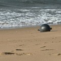 Šest misterioznih lopti isplivalo na obalu, naučnici misle da su "svemirske kugle"