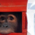 Indonezija premestila osam orangutana na sigurno posle požara na Borneu