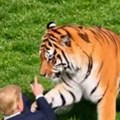 "Ne igrajte se..." Tramp objavio AI video kako se rve sa tigrom koji je ubio Britanca, ljudi u šoku