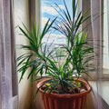 Dracena je jedna od najzahvalnijih sobnih biljaka, ali ove greške mogu da je unište