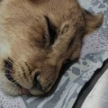Mala lavica nađena u Subotici u lošem stanju, vetarinari se bore za njen život