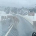 Nestvarna scena na putu Nova Varoš- Zlatibor! Putari posuli so zbog velikog snega, a krave odmah navalile da ližu (foto)