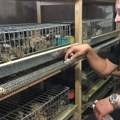 Egzotične živinarske farme – od hobija do biznisa Sveža jaja i meso japanske prepelice i hrana i eliksir moguća pristojna…
