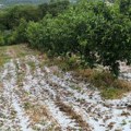 Drvo palo na put, jak pljusak se sručio na okolinu Lazerevca: RHMZ ima novo upozorenje FOTO/VIDEO