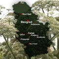 (Mapa): Izgleda kao običan cvet, ali ako je pipnete dobićete ožiljke koji ne prolaze mesecima! Detaljna lista otrovnih i…