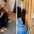 "Aaaaa!" Šok video sa snimanja: Maju Berović napala mačka, a njena reakcija je nešto najjače što ćete videti