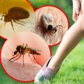 Aktivno traži žrtvu, prenosi opasnu infekciju: Alarm u regionu, pojavila se nova vrsta krpelja: Ovaj deo Srbije u visokom…