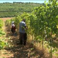 Sremski vinari zadovoljno čekaju svoju svetkovinu: Godina je bila izuzetna…