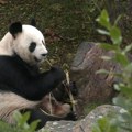 VIDEO: Francuzi se opraštaju od para džinovskih pande koje će biti vraćene u Kinu