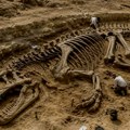 Kost stajala 40 godina u fioci, ispostavilo se da pripada dinosaurusu