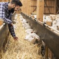 Cene ponovo menjaju smer! Novi podaci sa tržišta stoke: Evo šta pokazuje najnoviji izveštaj