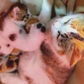 Tooo mačko! : Mama maca iz Kragujevca ima četiri, i usvojila peto mače…