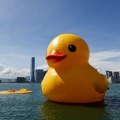 Hong Kong koban za Hofmanove patke: Jedna se odmah izduvala