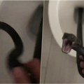 Horor! Vratila se s odmora i zatekla zmiju u wc šolji: Borba trajala 2 dana, na kraju zver ugrizla čoveka za ruku (video)