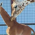 VIDEO Jedina na svetu: Jednobojna žirafa rođena u zoo vrtu u Tenesiju